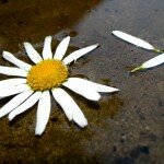 Любит – не любит?