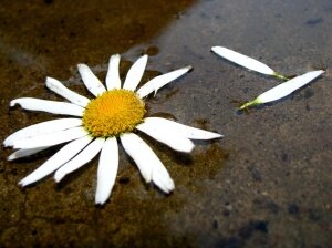 Любит – не любит?