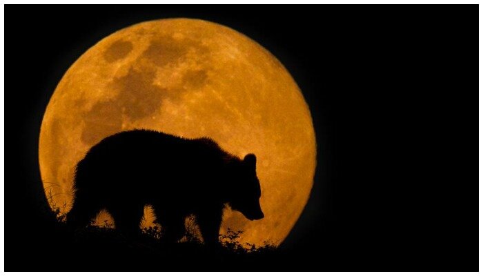 Медведь – символ 24 лунного дня